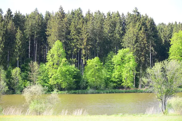 Primavera Floresta — Fotografia de Stock