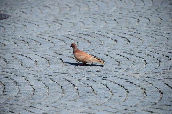 Zicht Prachtige Vogel Natuur — Stockfoto