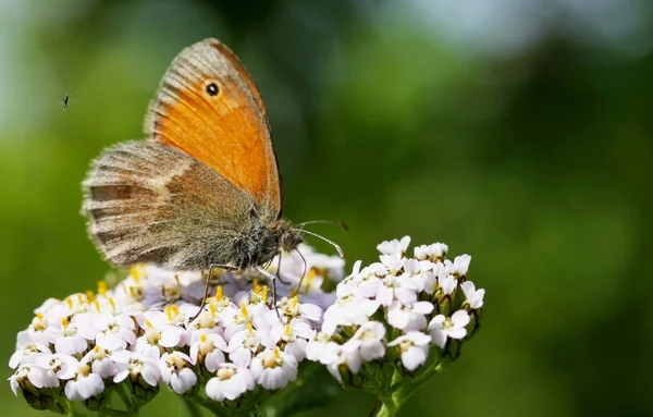 Pequeno Regensburg Coenonympha Pamphilus — Fotografia de Stock