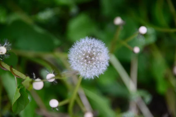 Dandelion Field Wild Blowball Flower — Stock Photo, Image