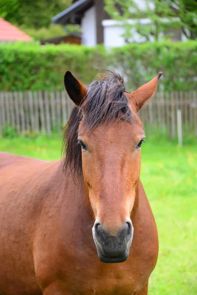 Paard Weide — Stockfoto