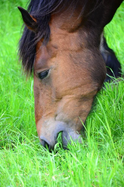 ウィックの馬 — ストック写真