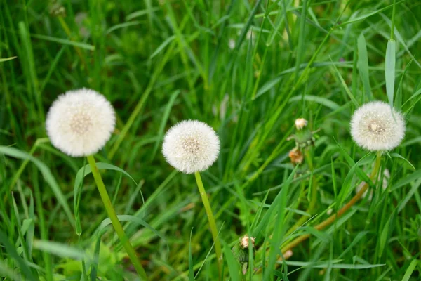 Flor Puste Cerca León — Foto de Stock