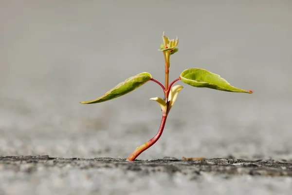Pequeña Planta Que Estratifica Para Crecer Concrate — Foto de Stock