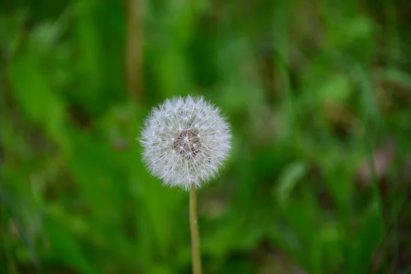 Hermoso Plano Botánico Fondo Pantalla Natural —  Fotos de Stock