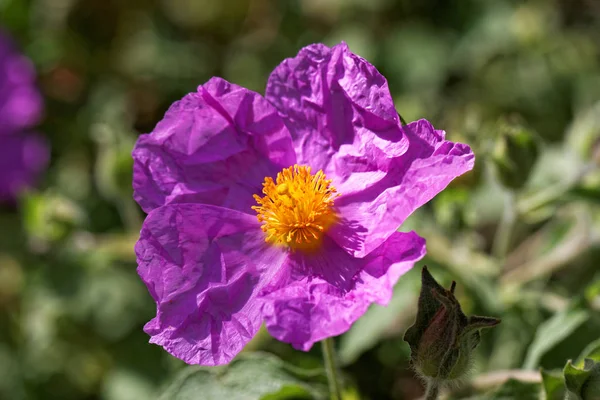 庭のピンクの花 — ストック写真