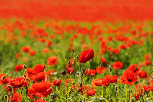 Mooie Klaprozen Bloemen Achtergrond — Stockfoto