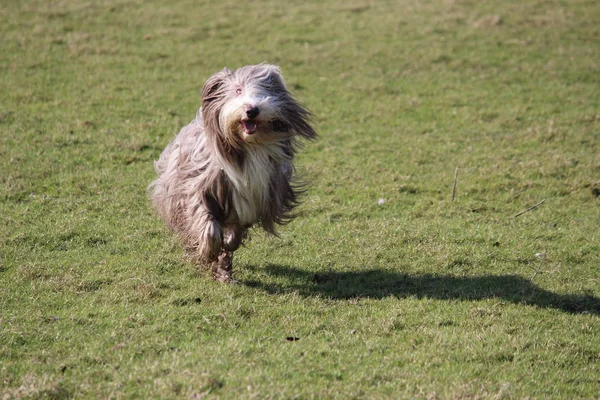 Porträtt Söt Hund — Stockfoto