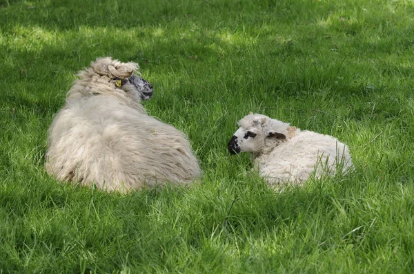 Jonge Dieren Selectieve Focus — Stockfoto