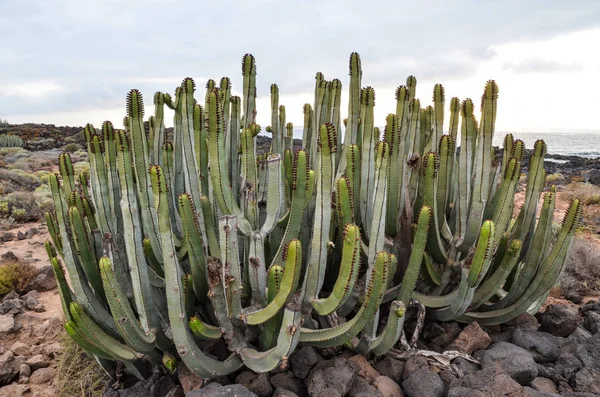 Kaktusová Rostlina Tropická Rostlina — Stock fotografie