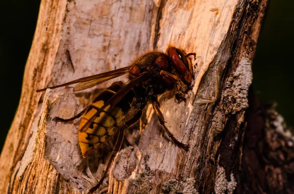 Hornet Recuperación Papel Para Nido —  Fotos de Stock