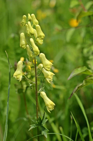 Wolfsbane Aconitum Lycoctonum Subsp Vulparia También Conocida Como Lobo Eisenhut —  Fotos de Stock