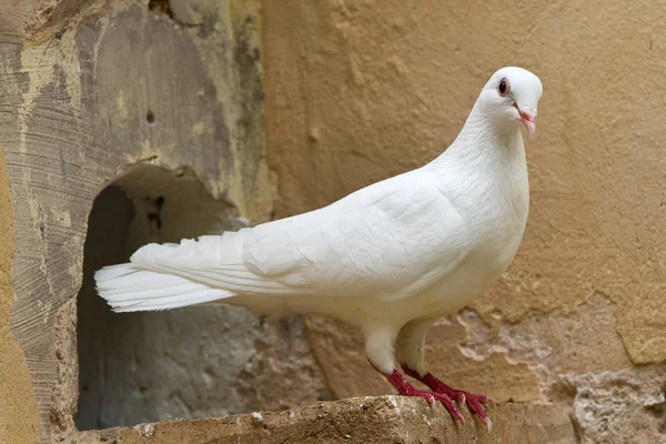 Malerischer Blick Auf Taubenvögel — Stockfoto