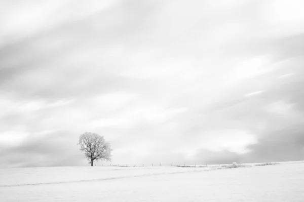 Дерево Взимку Чорно Біле Художнє Враження — стокове фото