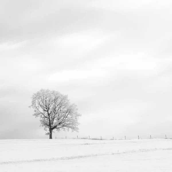 Árvore Inverno Impressão Artística Preto Branco — Fotografia de Stock