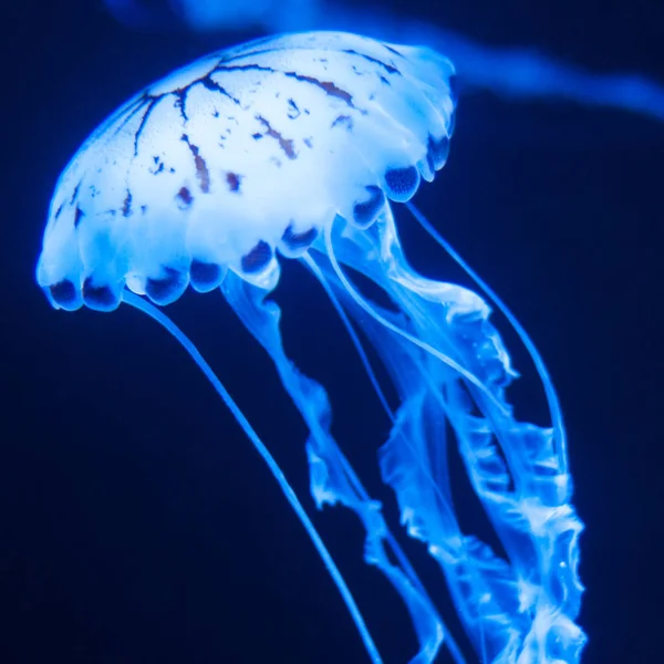 Ubur Ubur Laut Bawah Air Kehidupan Laut — Stok Foto