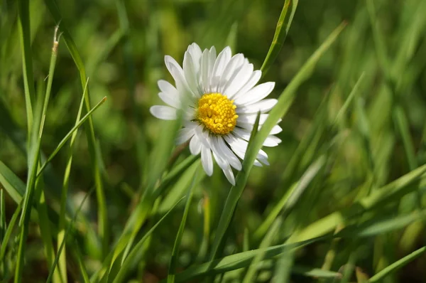 Flores Diferentes Foco Seletivo — Fotografia de Stock