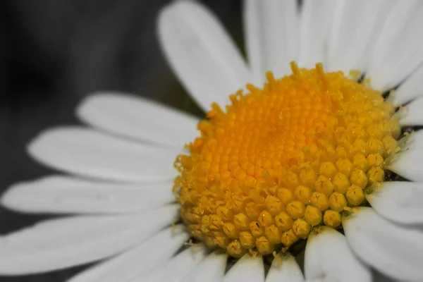 Olika Blommor Selektivt Fokus — Stockfoto