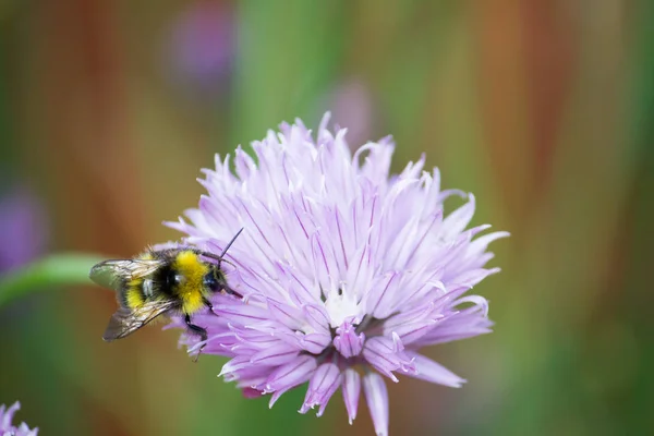 Bourdon Sur Onion Chive Pris Dans Hertfordshire — Photo