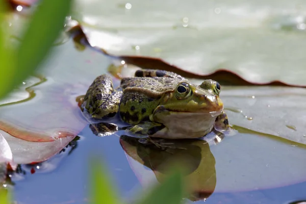 Green Edible Frog European Frog Common Water Frog — Stock Photo, Image