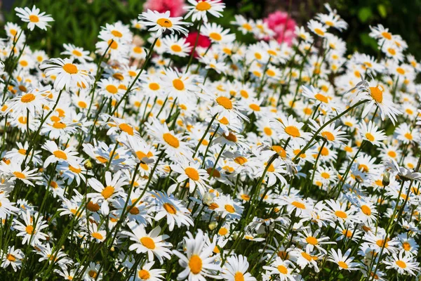 White Daisies Garden — Stock Photo, Image