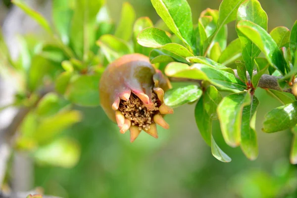 Granátová Jablka Ovocné Květy Strom — Stock fotografie