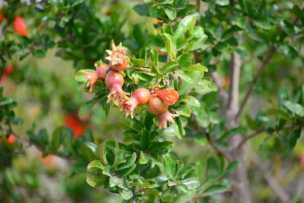 Árbol Flores Frutas Granadas —  Fotos de Stock