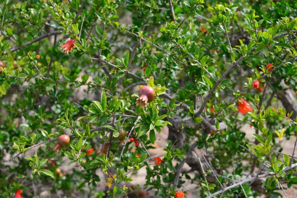 Pomegranate Flower Fruit Tree Bloom — Stock Photo, Image