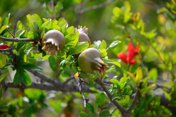 Vista Hermosas Flores Primavera — Foto de Stock