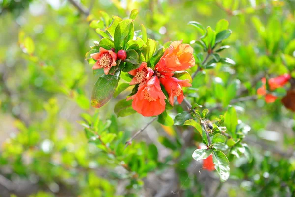 Granatapfelblüte Obstbaumblüte — Stockfoto