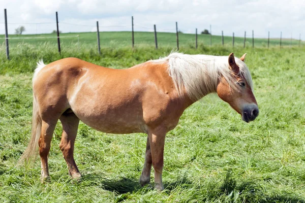 Blondes Haflinger Weibchen Steht Draußen — Stockfoto