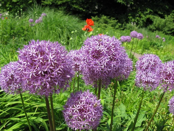 Mor Çiçek Topları Allium — Stok fotoğraf