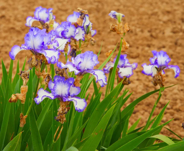 Botanik Flora Orkidé Blomma — Stockfoto