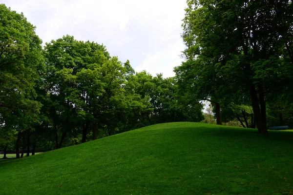 Flora Vild Skog Dagtid — Stockfoto