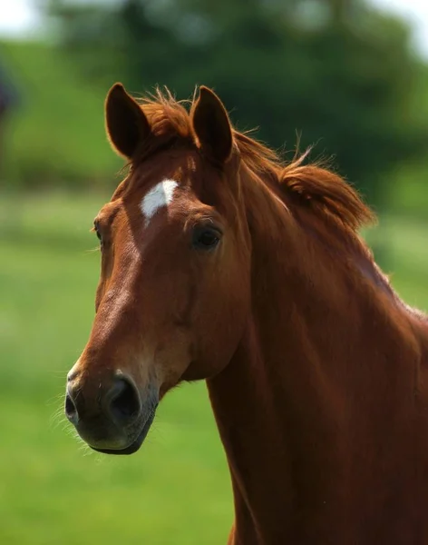 昼間は屋外の馬 — ストック写真