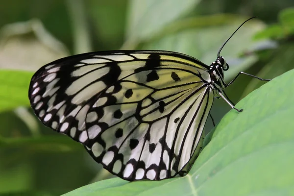 Árvore Branca Ideia Ninfa Leuconoe — Fotografia de Stock