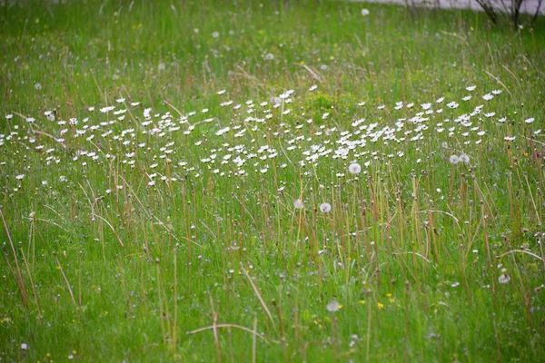 Olika Blommor Selektivt Fokus — Stockfoto