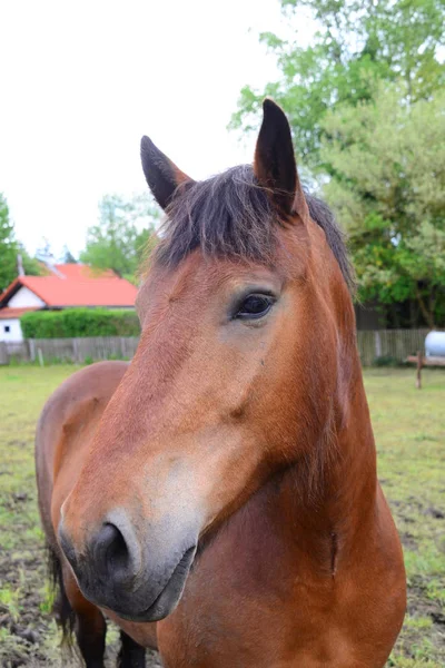 Horse Meadow — Stock Photo, Image