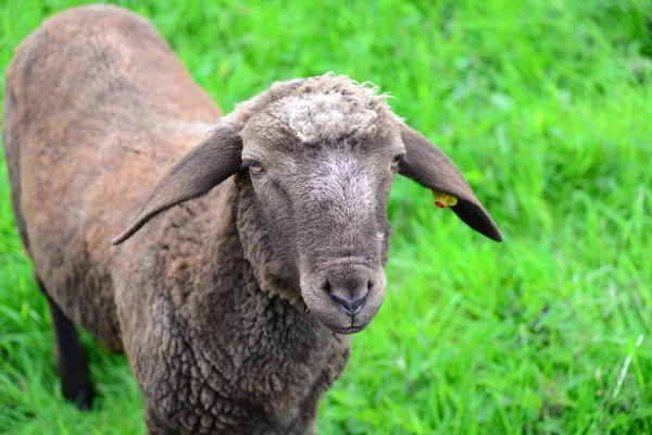 Ovejas Pasto — Foto de Stock