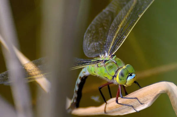 Insetti Libellula Flora Fauna — Foto Stock