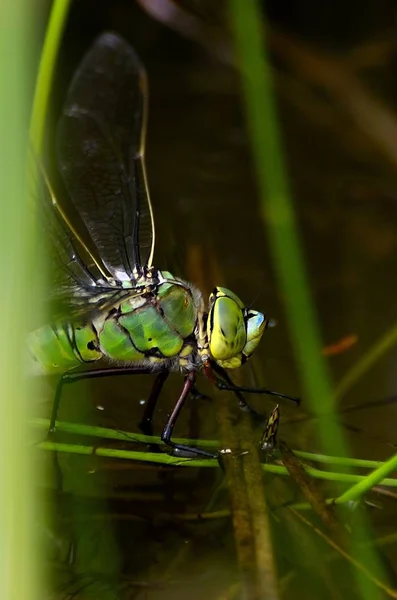 Close Macro View Van Libelle Insect — Stockfoto