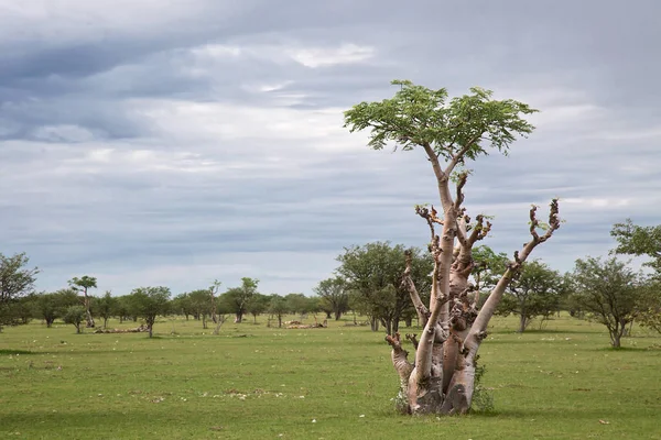 Beautiful View Rural Area — Stock Photo, Image