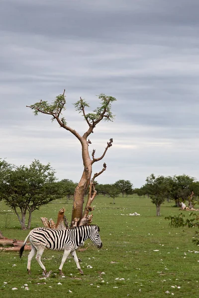 Siyah Beyaz Çizgili Zebra Hayvanı Memeli — Stok fotoğraf