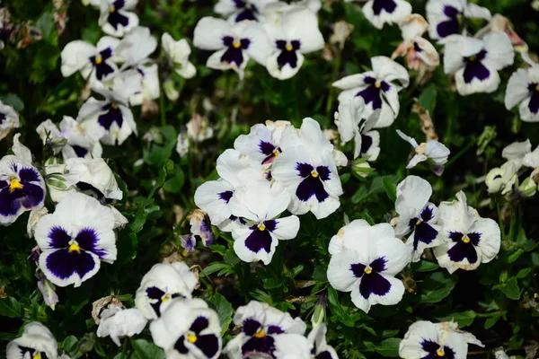 花の花束春の花束 — ストック写真