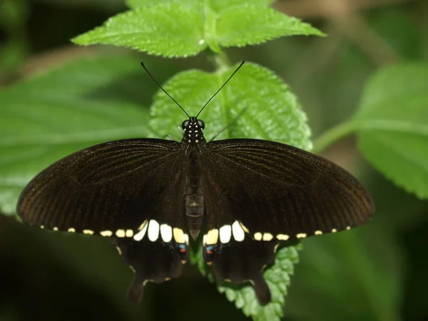 Nahaufnahme Von Wanzen Der Wilden Natur — Stockfoto