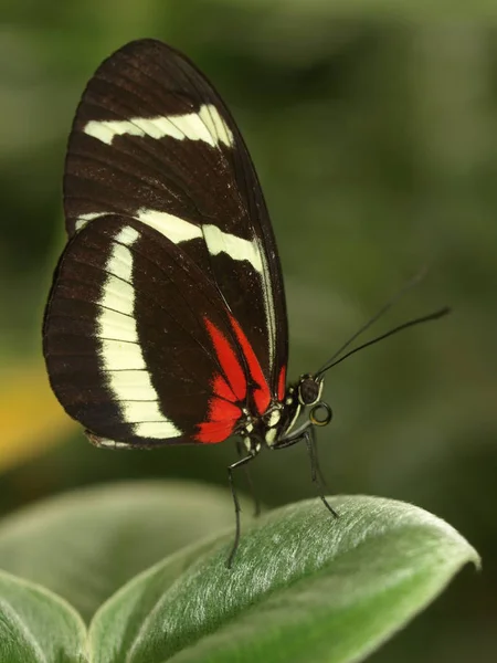 Close Bug Natureza Selvagem — Fotografia de Stock