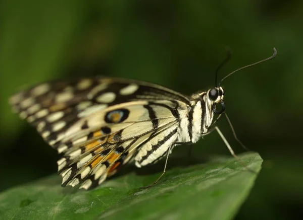 Close Van Een Insect Wilde Natuur — Stockfoto