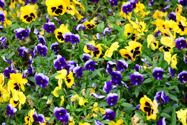 Piękny Widok Wiosenne Kwiaty — Zdjęcie stockowe
