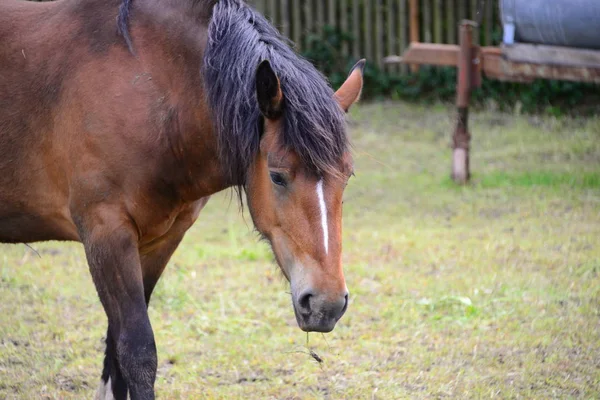 Horses Pasture — Stock Photo, Image