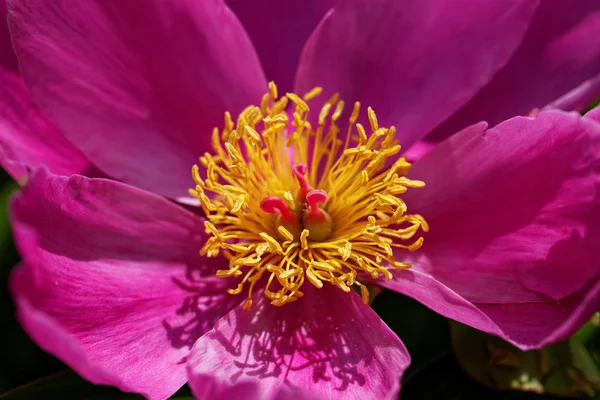 Peony Fresh Flower Petals Garden Flora — Stock Photo, Image